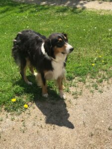 Kayla - Australian Shepherd