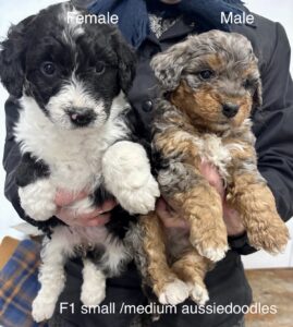 aussiedoodle