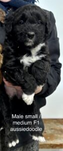 Aussiedoodle