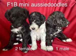 Aussiedoodle