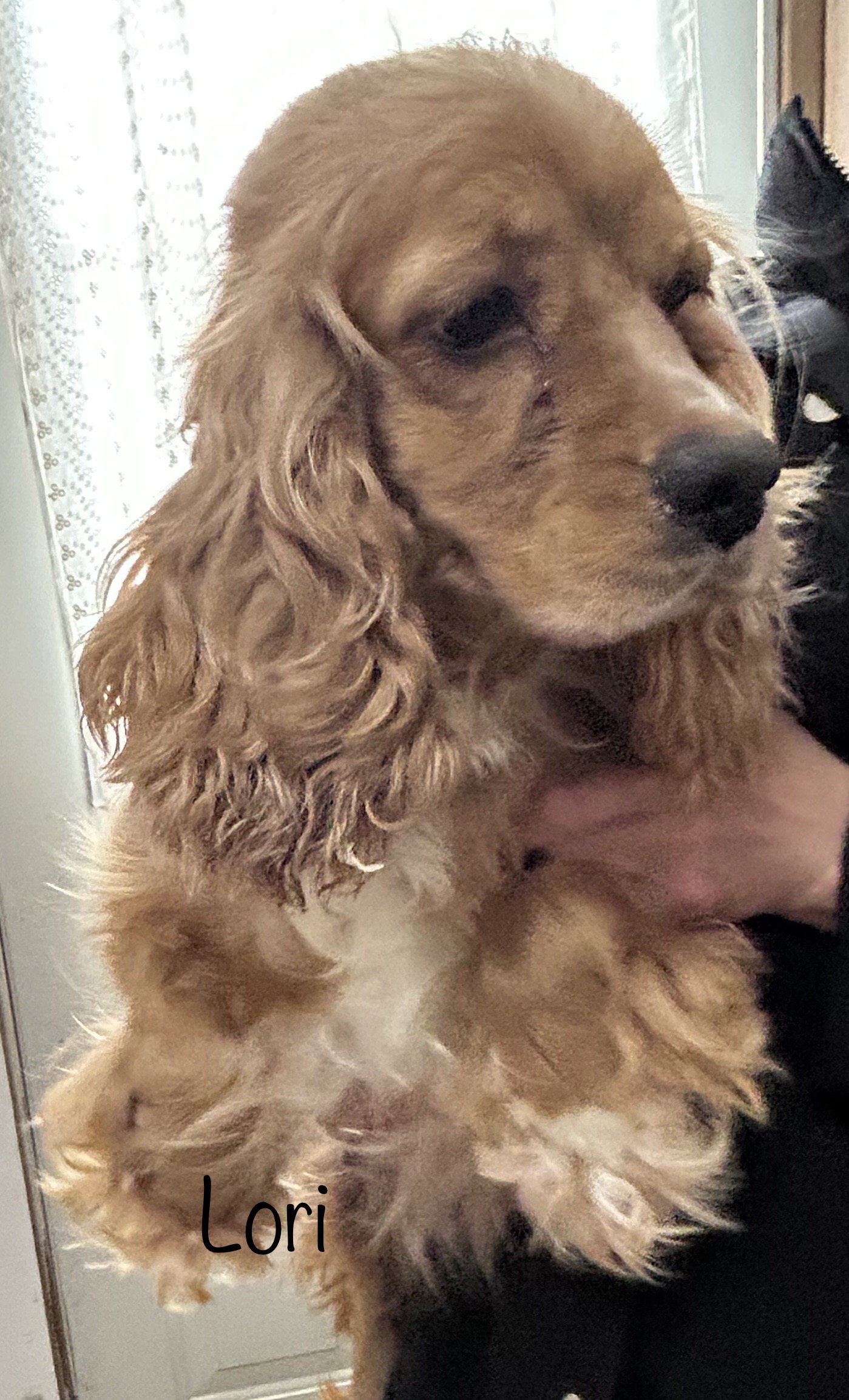 Cockapoo