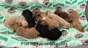 Aussiedoodle