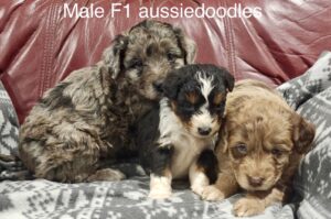 aussie doodle Paction