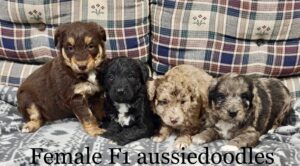 Aussiedoodle near me